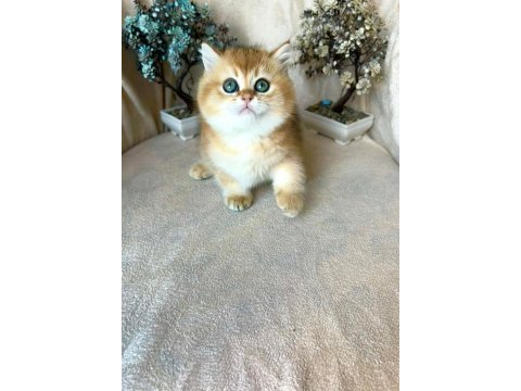 British shorthair golden ny11 kardeş