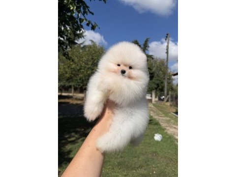 Show kalite üst düzey muhteşem kürk pomeranian boo
