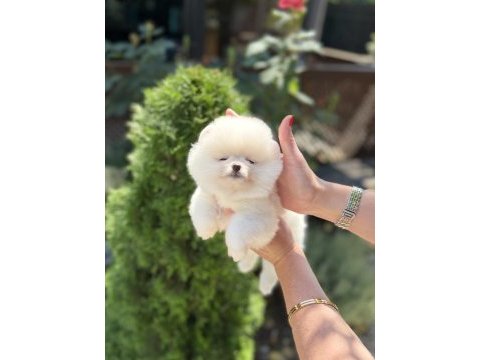 Kusursuz karbeyaz biblo dişi pomeranian