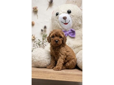 Birinci sınıf poodle bebekler