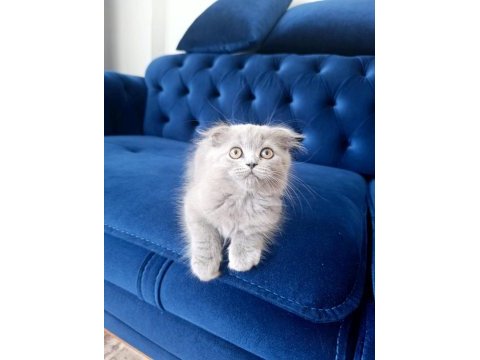 Scottish fold şov kalite