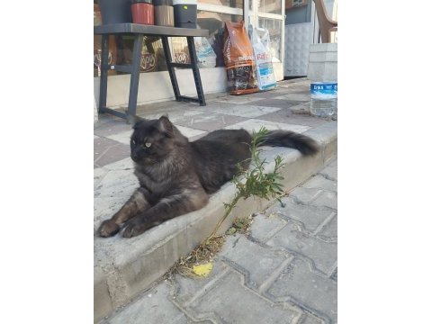 18 aylık safkan çipli erkek maine coon