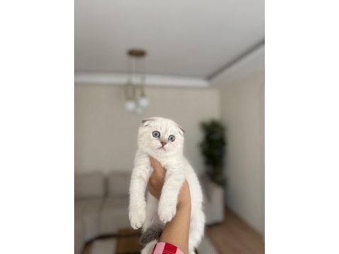 Scottısh fold sılver yavrularım 