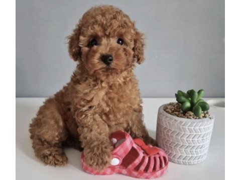 Toy poddle safkan ırk kore