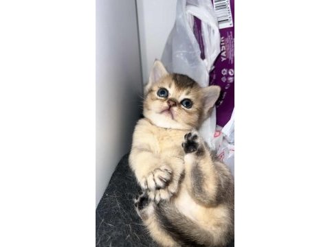 Silver ve golden british shorthair bebekler