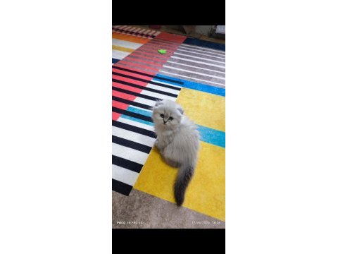 Scottish fold longhair dişi