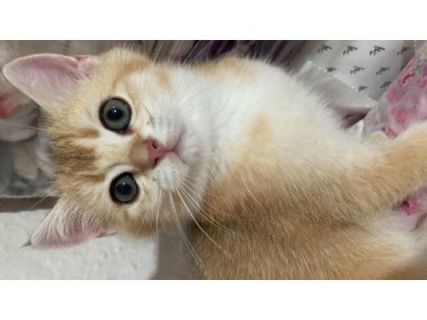 Golden baby british shorthair