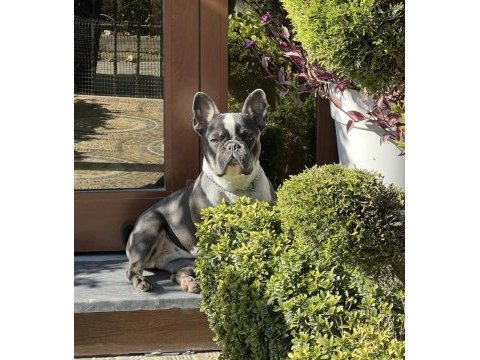 1 yaşında dişi french bulldog