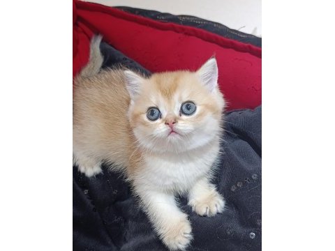 Safkan british golden