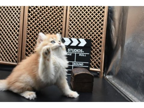 Scottish straight ny12 golden erkek yavrumuz