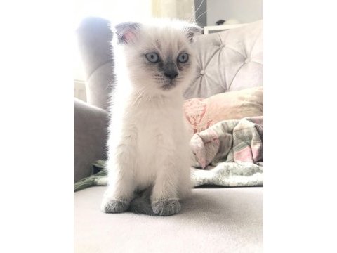 Scottish fold yavrularımıza ömürlük yuva ariyoruz