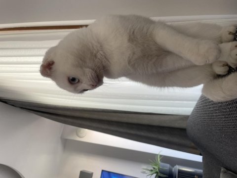 Dişi scottish fold