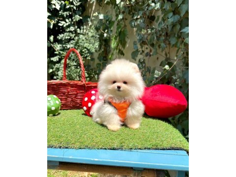 Safkan pomeranian yavrular