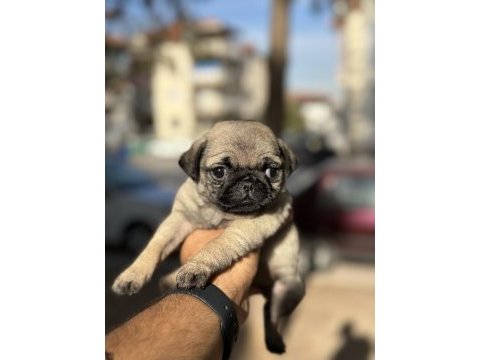 A kalite pug mops yavrular