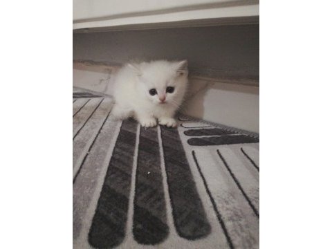 British shorthair yavrulara ömürlük yuva aranıyor