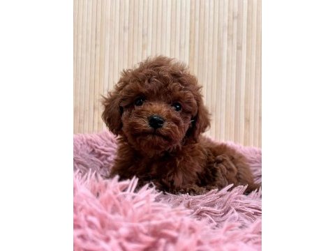 Teacup kore toy poodle yavruları 