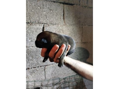 Şecereli belçika malinois