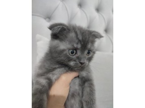 Güzel scottish fold yavrularımız