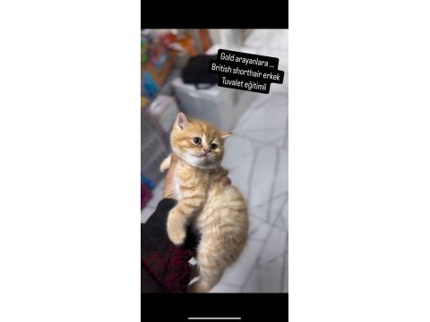 British shorthair golden arayanlara