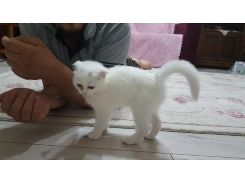 Acil 3 aylık dişi yavru