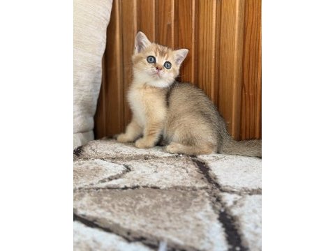 Golden british shorthair yavrular