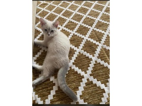British shorthair 2 aylık dişi