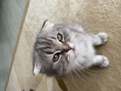 British longhair ve scottish fold