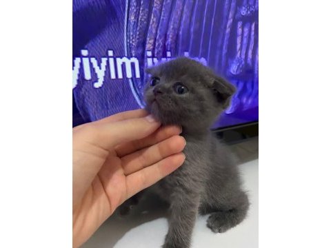 2.5 dişi scottish fold