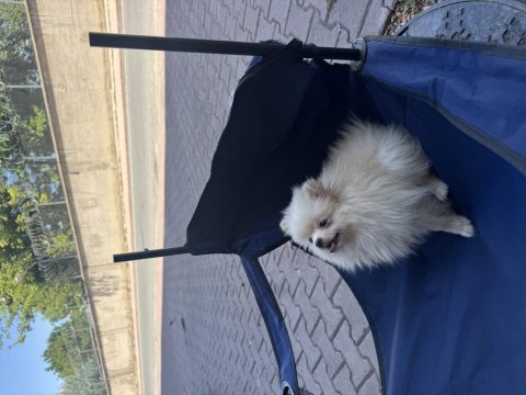 Pomeranian boo dişi köpeğimiz