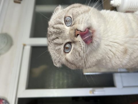 Scottish fold oğluma eş arıyoruz