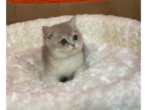 Blue golden british shorthair