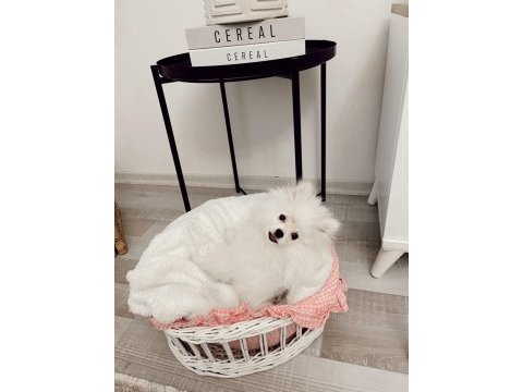 6 aylık pomeranian tüm malzemeleriyle birlikte