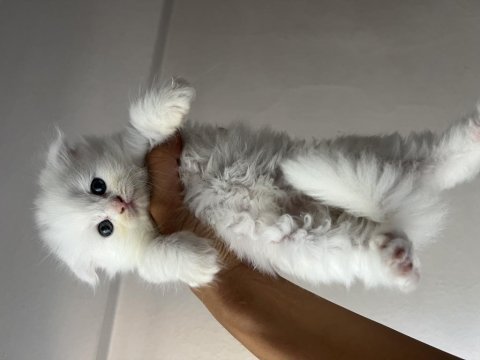 Erkek dişi scottish fold yavrular