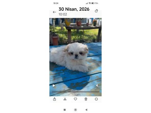 Shih tzu 9 haftalık