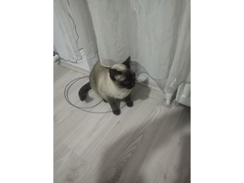 Eşimin hastalığından dolayı acil siyam kedisi