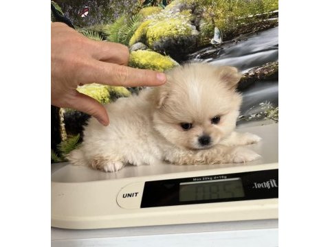 Çok tatlı safkan pomeranian boo