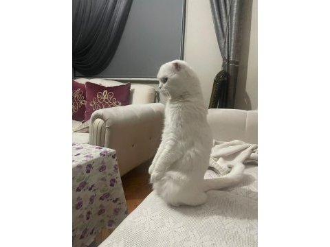 4 yaşındaki scottish fold patimi sahiplendirmek zorundayım