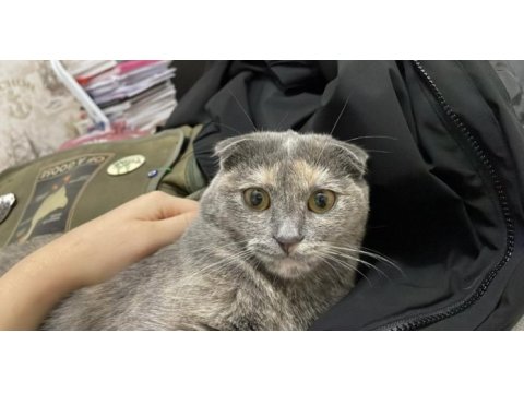 Küçük scottish fold bebeğim yuva arıyor