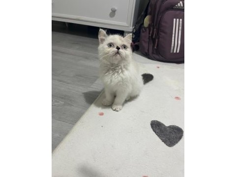 Exotic shorthair safkan orjinal