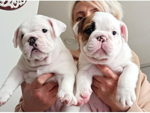 Kar topu ingiliz bulldog yavrularımız