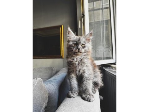 Xxl şampiyon baba maine coon yavruları