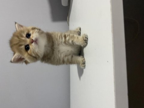 British shorthair ve longhair yavrular
