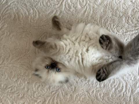 Yavru himalayan blue point