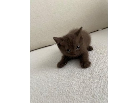British shorthair kahverengi