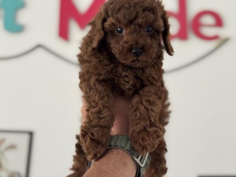 Petmode köpek çiftliğinde ziyarete açık toy poodle