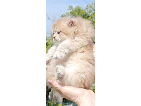 Ay11 british longhair erken