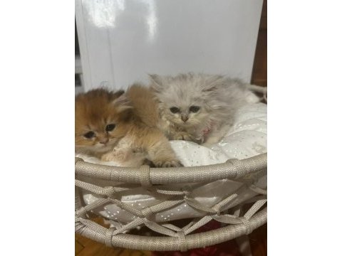 2 aylık british longhair yavrular yuva beklemektedir