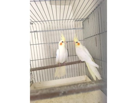İri boy lutino kırmızı göz alıştırmalık sultan papağanı
