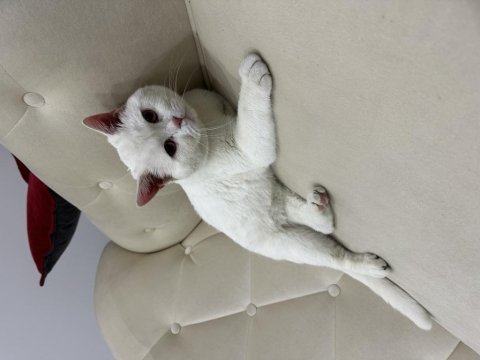 2.5 yaşında erkek bembeyaz british shorthair pamuk kayseri