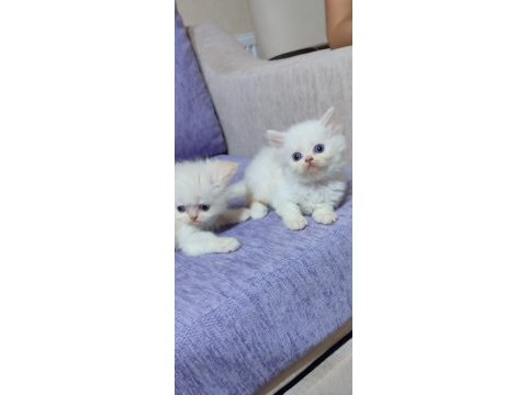 2 aylık iran kedisi yavrular
